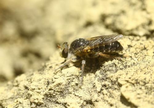 Glyphotriclis ornatus